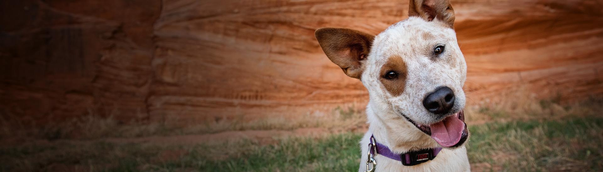 Utah Animal Shelter Statistics Best Friends Animal Society